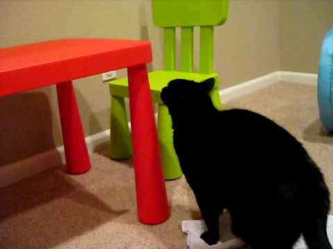 Tyler Table Cat