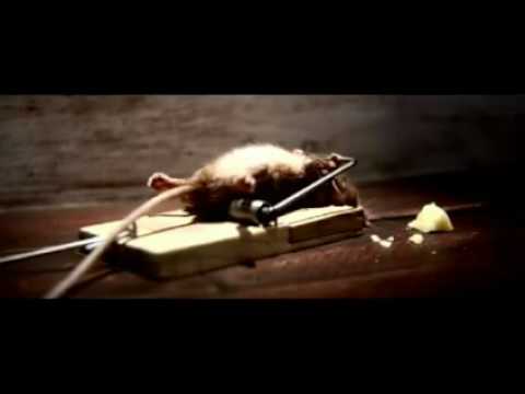 Mouse Trap Survivor Cheese Commercial