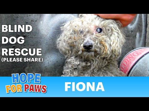 Blind dog rescue: Fiona - Please SHARE on FB &amp; Twitter and help us raise awareness. Thanks! #dog