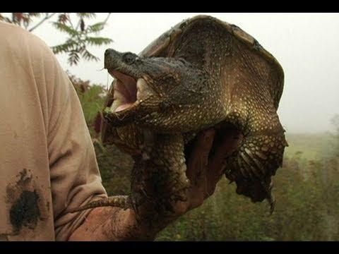 Man vs. Snapping Turtle