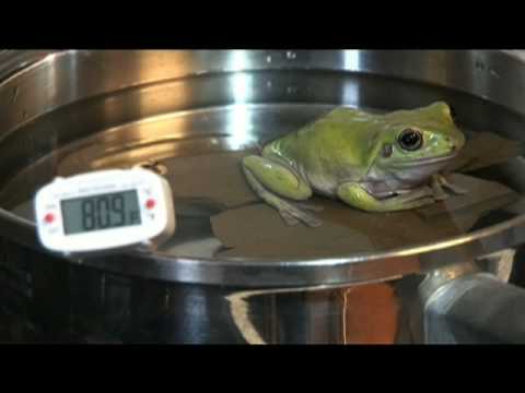 Frog In A Pot