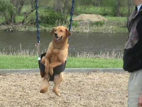 Dog in Swing - Dog on Swing - Dogs love swings. Playground.