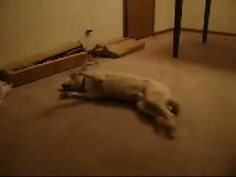 Sleep Walking Dog Runs Into Wall