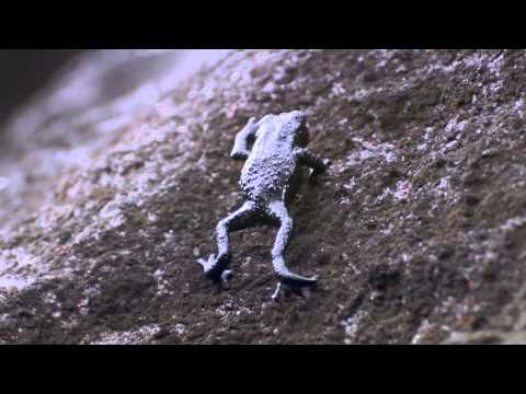 Pebble toad rollover - Nature&#039;s Greatest Dancers: Episode 2 Preview - BBC One