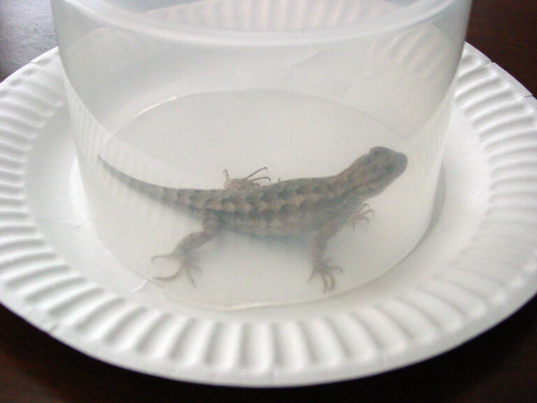 Caught Ya Mr. lizard