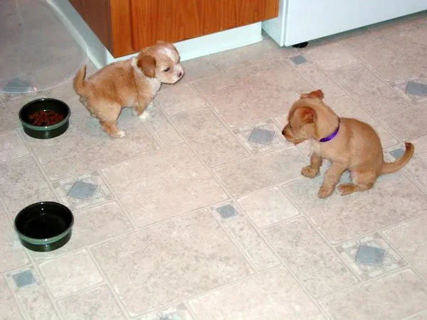 Our Dogs Penelope & Wilbur When They Were Puppies