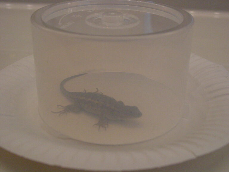 Leaping lizards (yeah I just said leaping lizards)