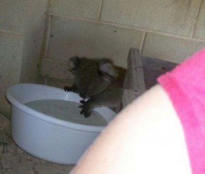 Baby Koala Takes A Bath