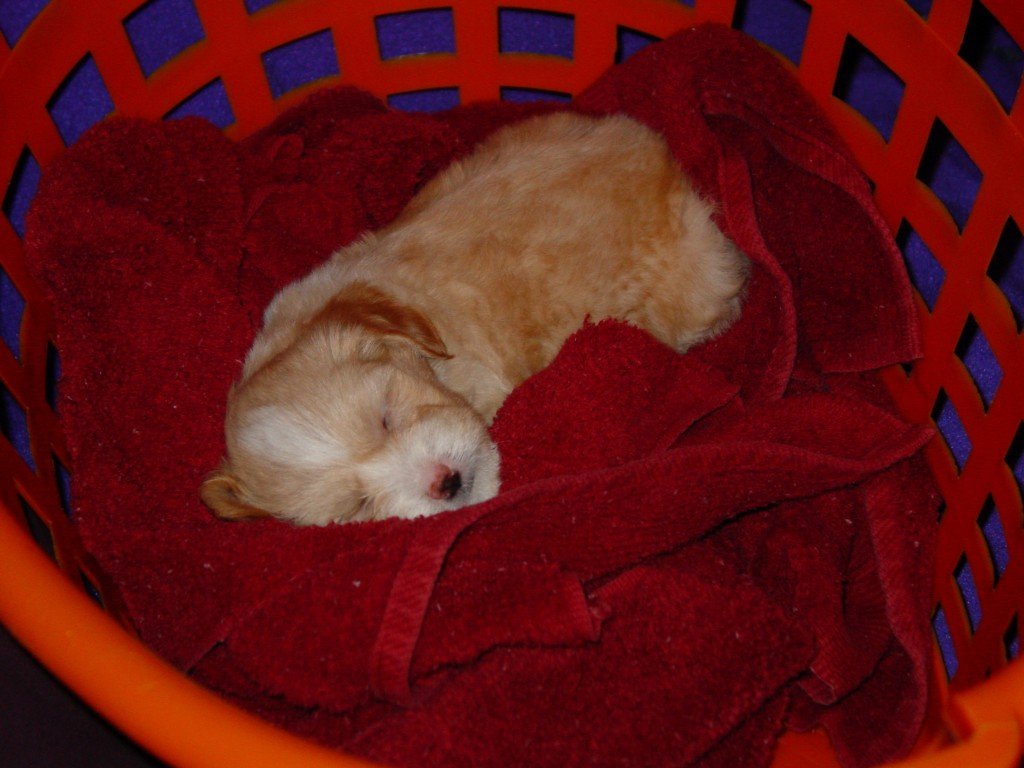 Wilbur when we first got him...real sick