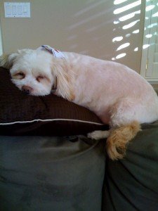 Wilbur’s New Haircut