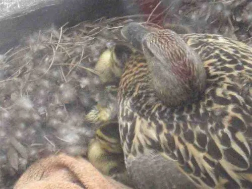 Mother duck with her eggs