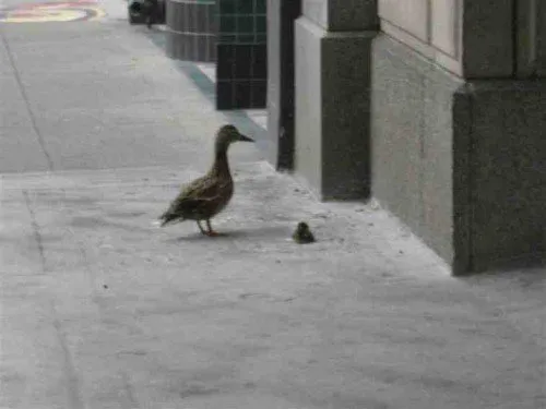 Michael preparing to catch ducklings