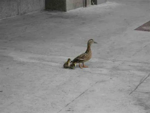 Catching the ducklings