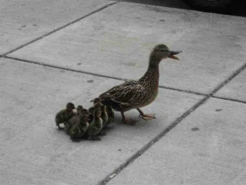 Mother duck with ducklings