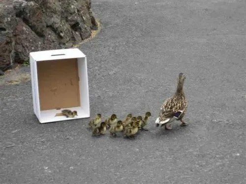 Releasing ducklings into water