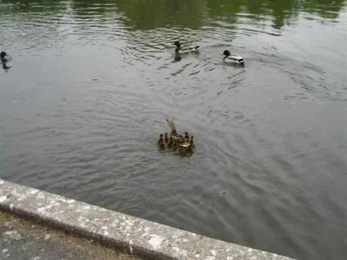 Ducklings swimming