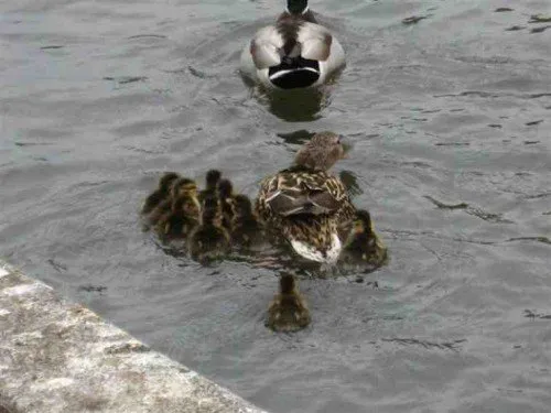 Duck family swimming together