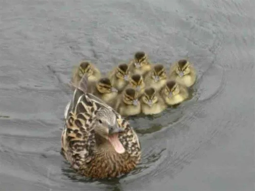 Duck family portrait