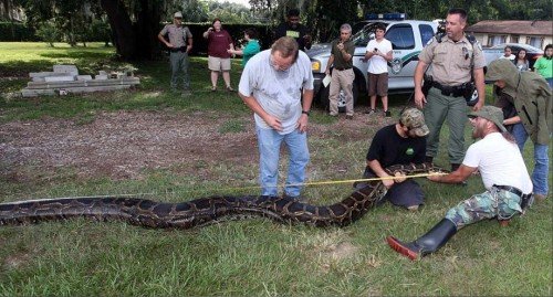 400LbSnake