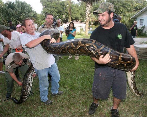 400 Pound Snake - JeremyPerson.com