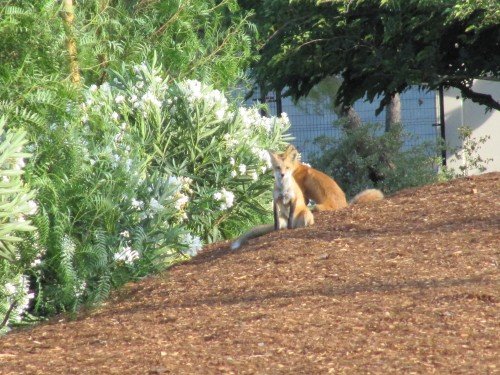 Some Fox Pics