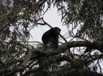 Bear in a Tree