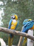 Parrots