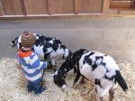 Tyler Brushing Goats