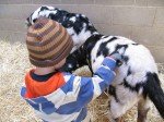 Tyler Brushing Goats