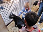 Tyler Brushing Goats