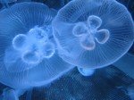 Jellyfish Couple