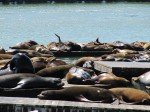 Sealions