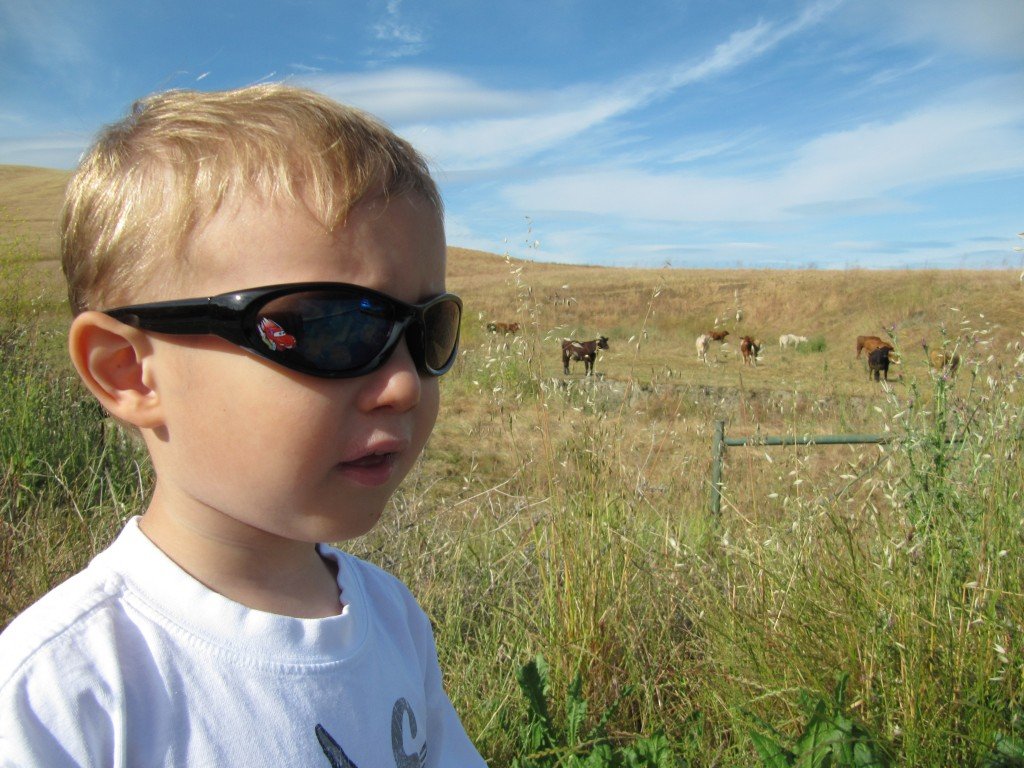 Happy cows come from California