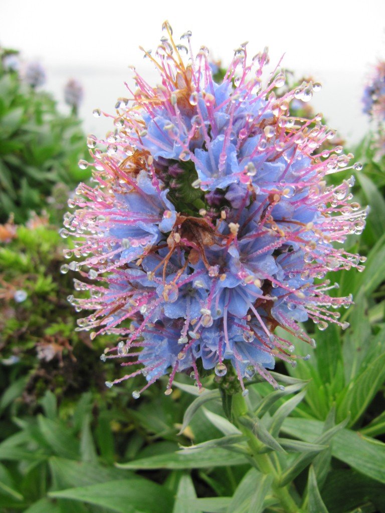 The Blue Flowering Plant