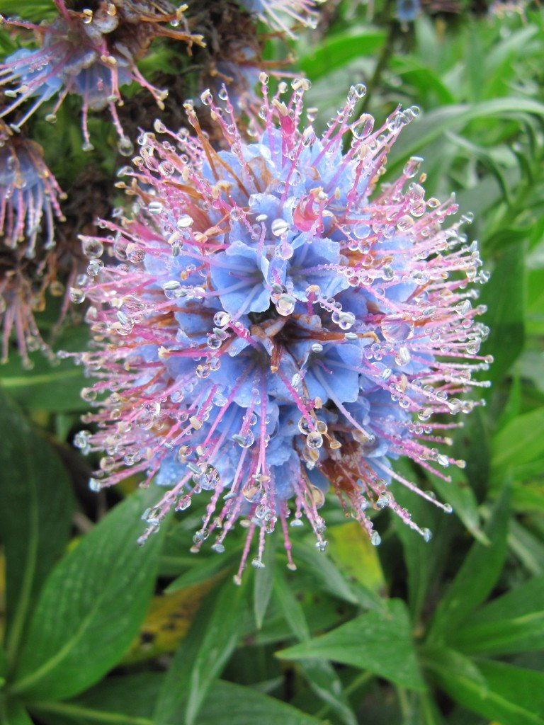 The Blue Flowering Plant