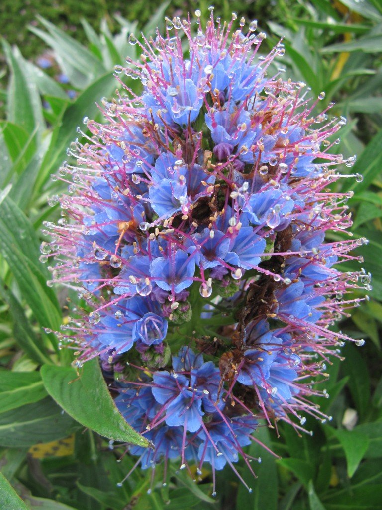 The Blue Flowering Plant