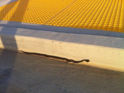Enounter With A Snake