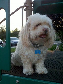 Wilbur At The Park