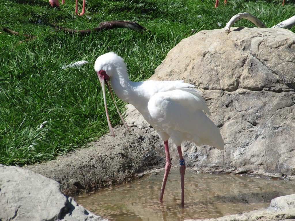 Oakland Zoo trip #3