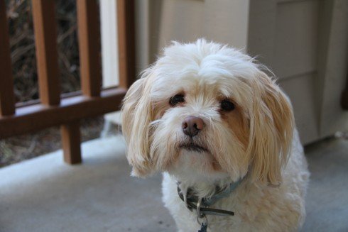 Wilbur